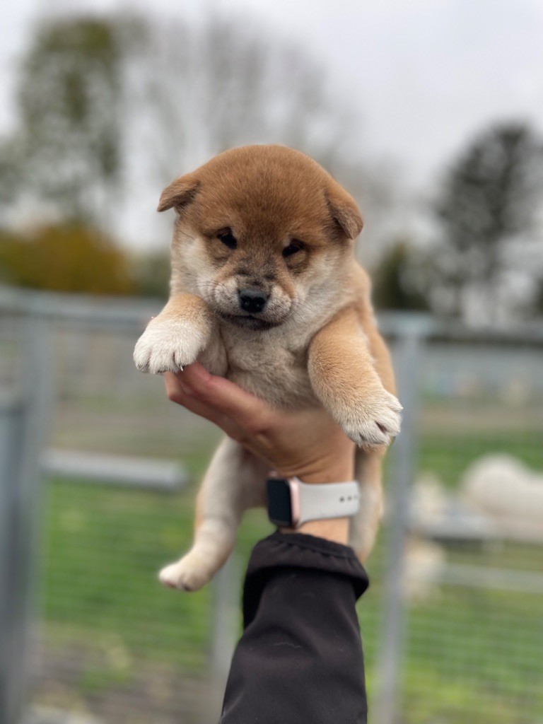 Hoxakam - Chiot disponible  - Shiba