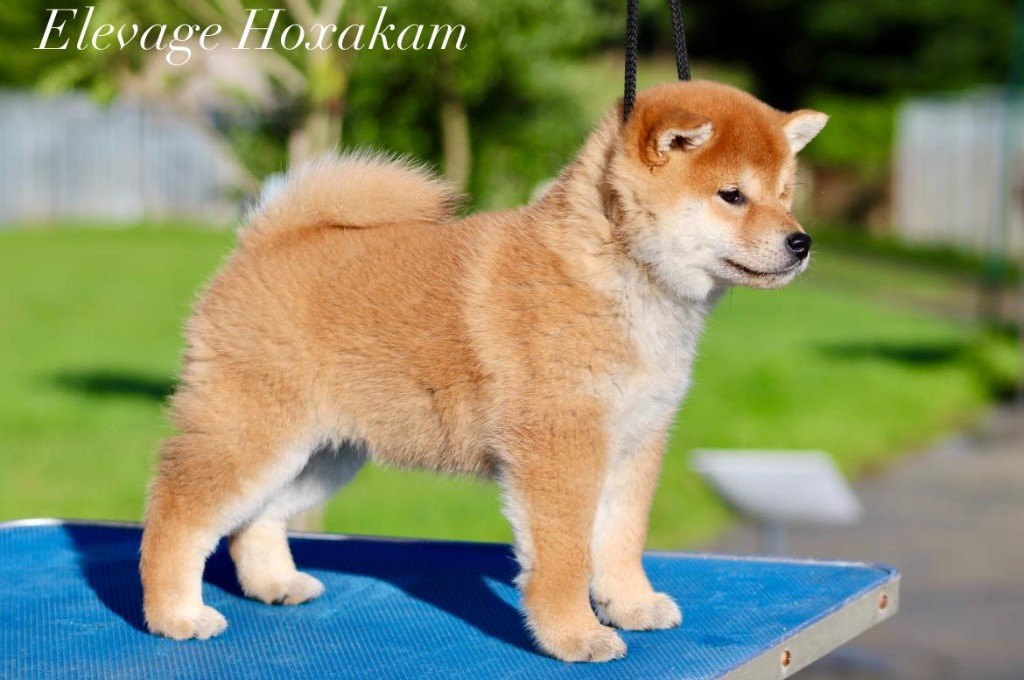 Hoxakam - Chiot disponible  - Shiba