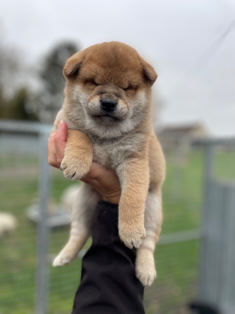 Hoxakam - Chiot disponible  - Shiba