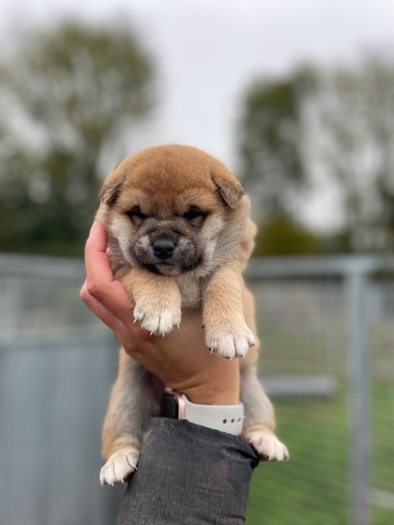 Hoxakam - Chiot disponible  - Shiba