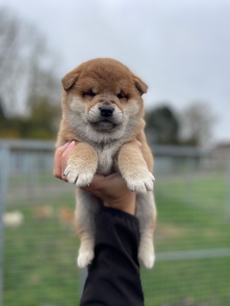 Hoxakam - Chiot disponible  - Shiba