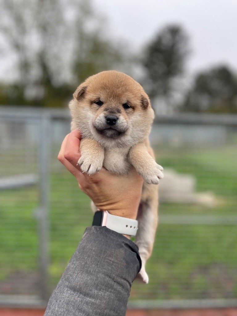 Hoxakam - Chiot disponible  - Shiba