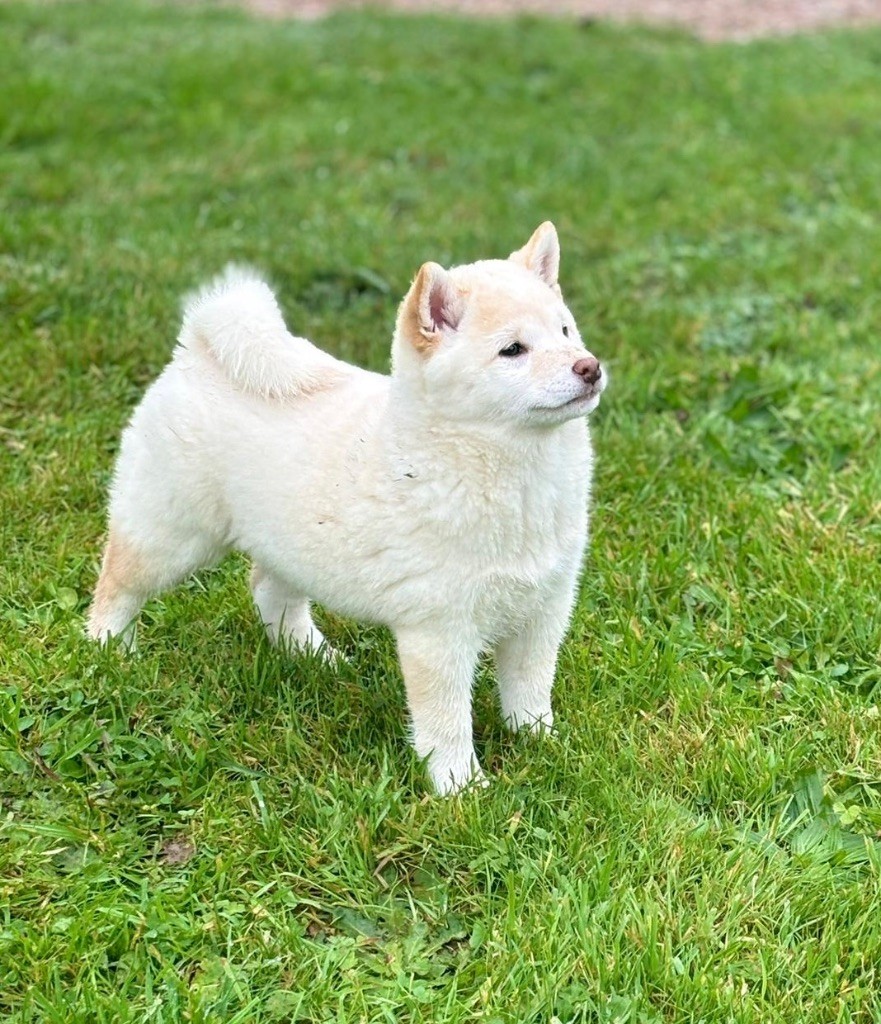 Hoxakam - Chiot disponible  - Shiba