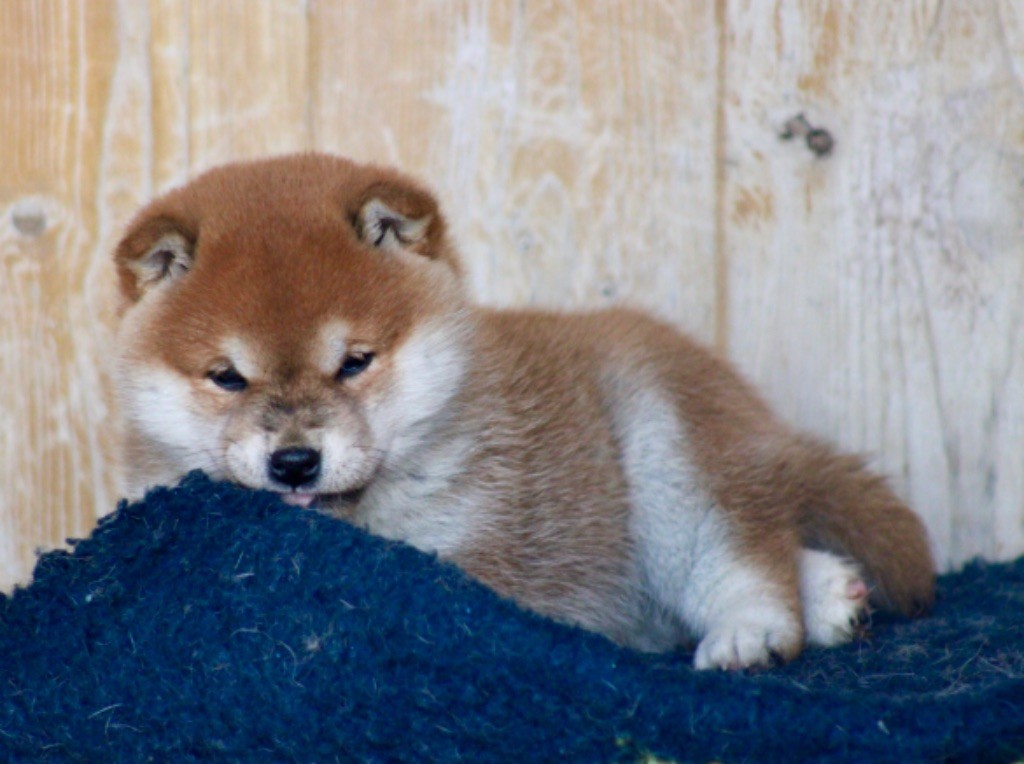 Hoxakam - Chiot disponible  - Shiba