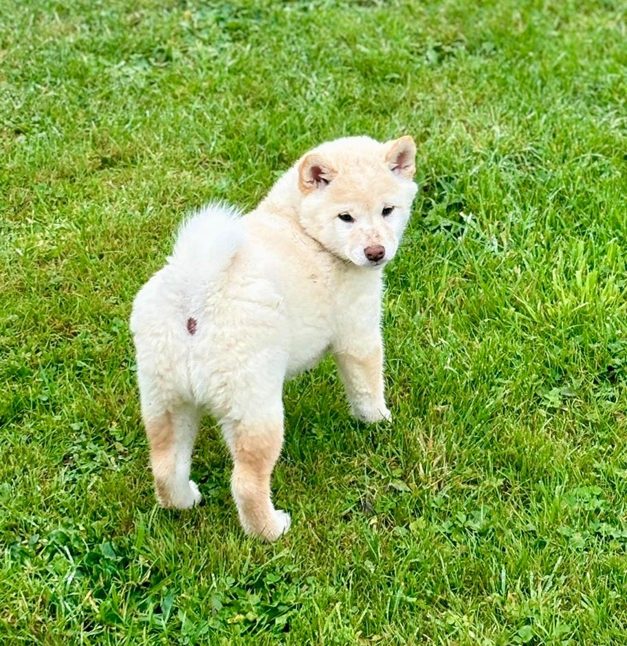 Hoxakam - Chiot disponible  - Shiba