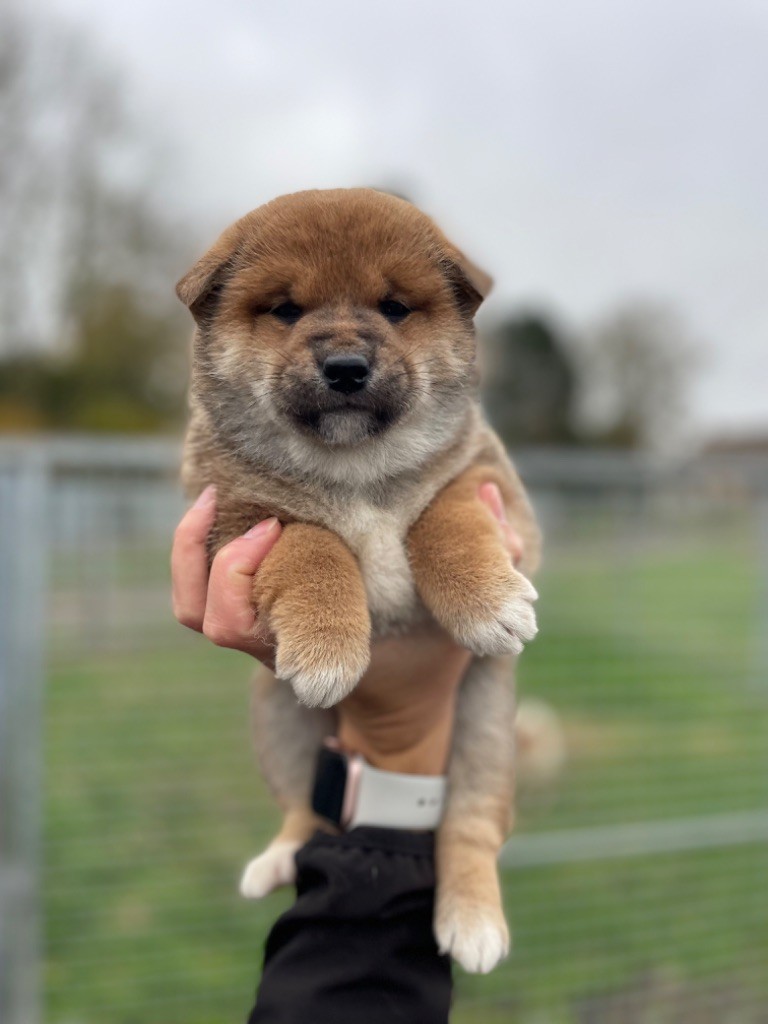 Hoxakam - Chiot disponible  - Shiba