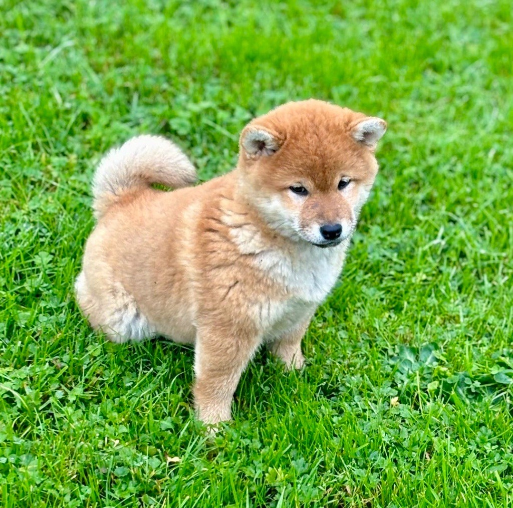 Hoxakam - Chiot disponible  - Shiba