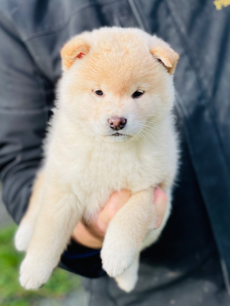 Hoxakam - Chiot disponible  - Shiba