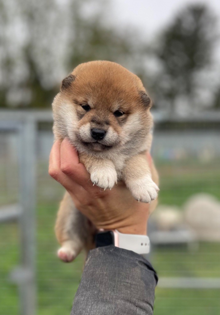 Hoxakam - Chiot disponible  - Shiba