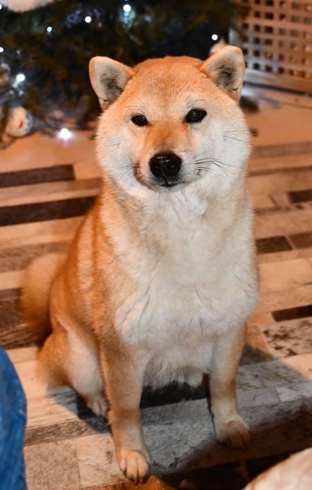 Hoxakam Oki ni