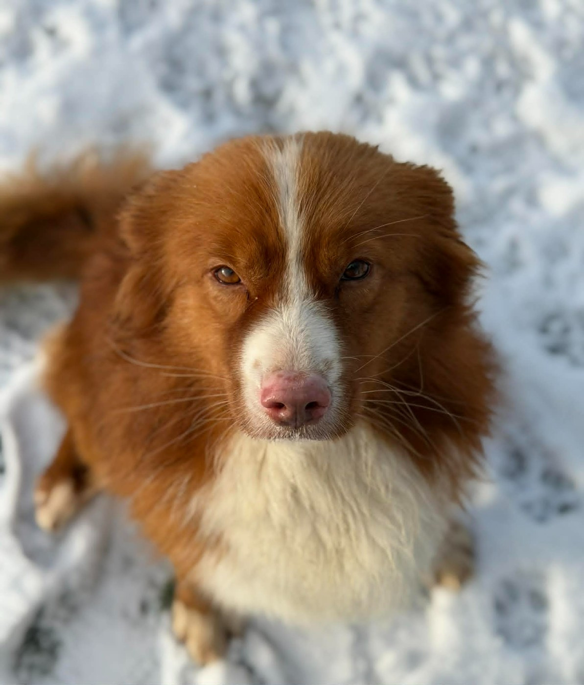 Tramadol De La Haye De Genet