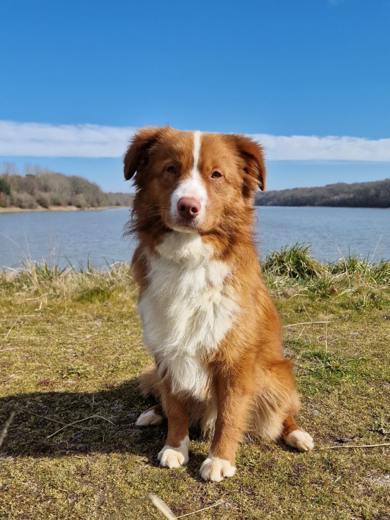 Tramadol De La Haye De Genet