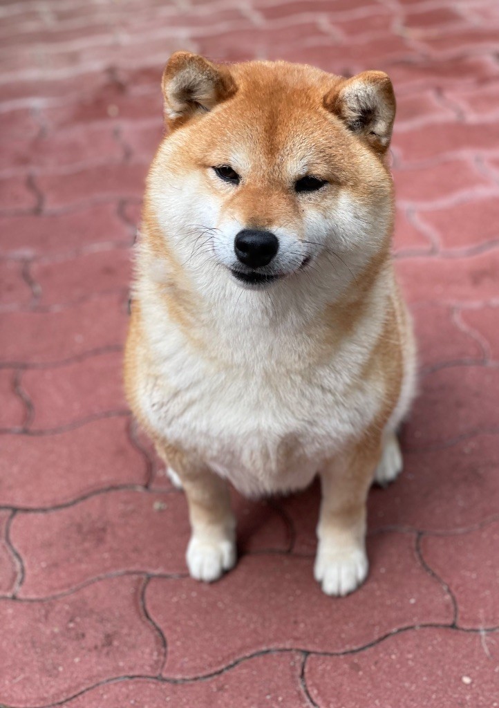 Hoxakam Umi