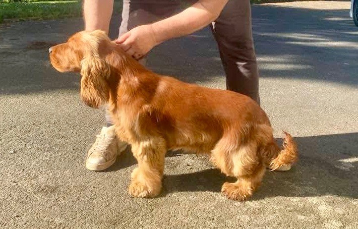 Valentino de sainte gudule
