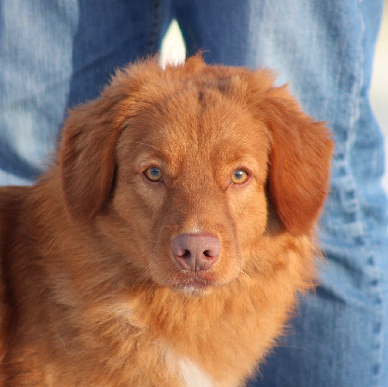 avalon's French Dream Hoxakam