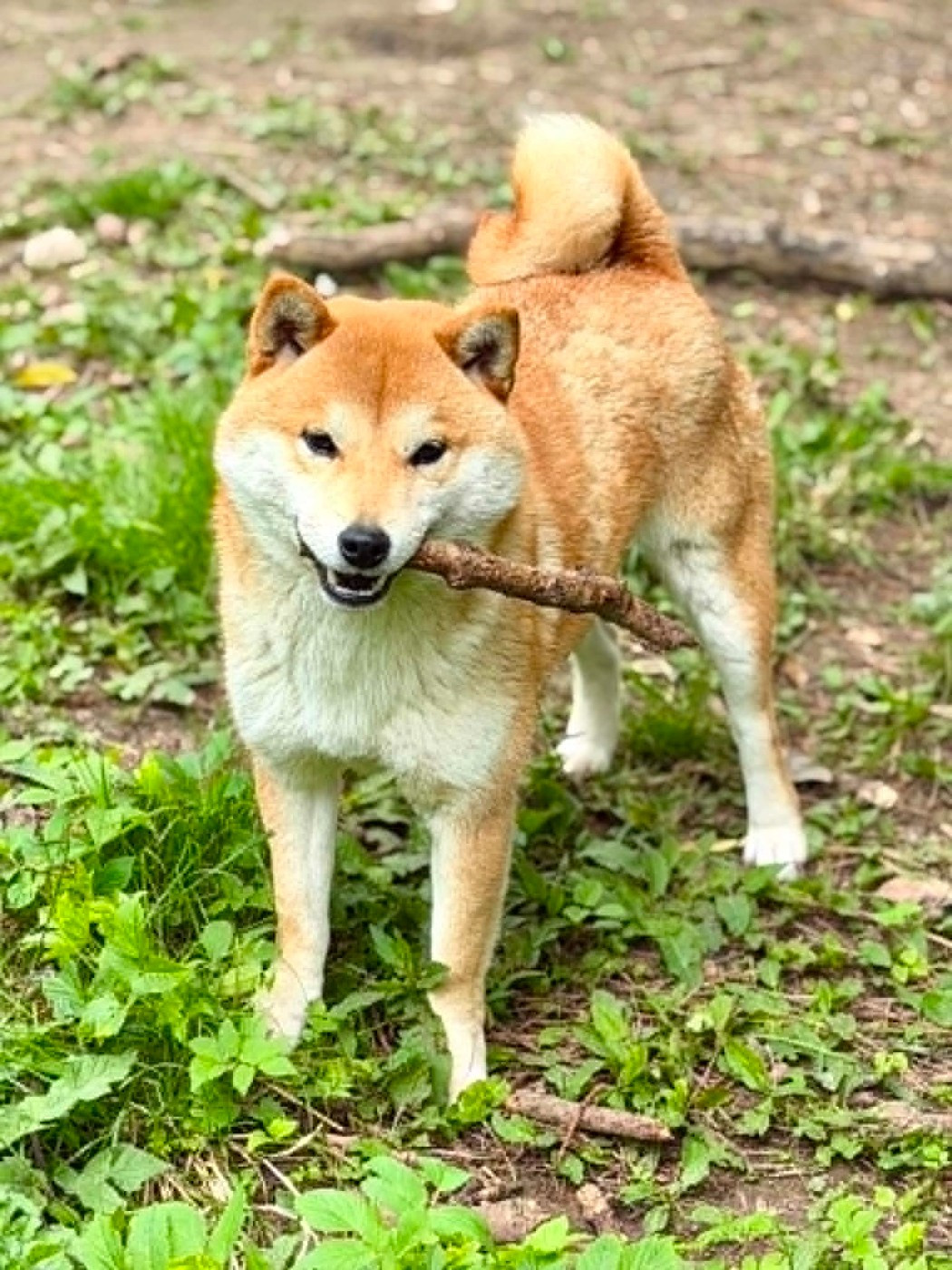 Hoxakam Viva la vida