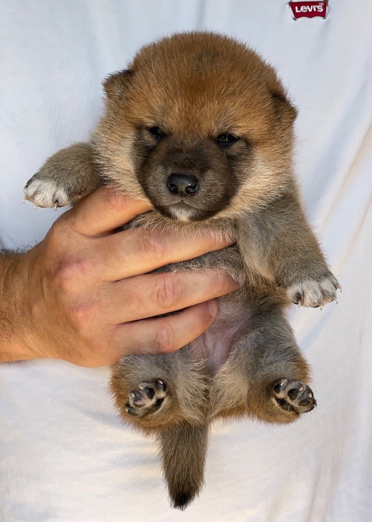 Hoxakam - Chiots disponibles - Shiba