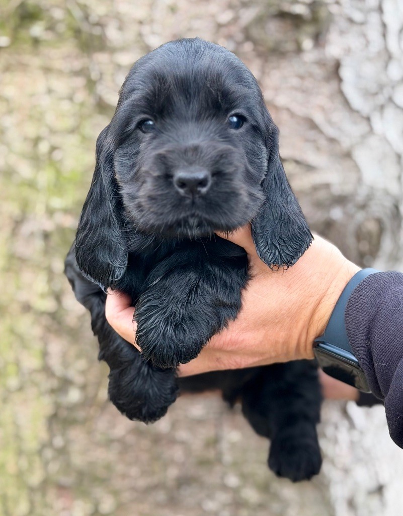 Hoxakam - Chiots disponibles - Cocker Spaniel Anglais