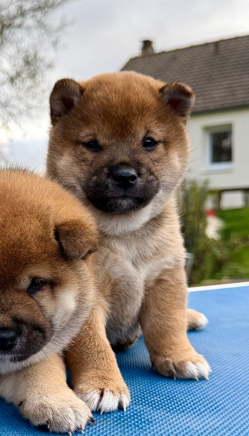 Hoxakam - Chiots disponibles - Shiba