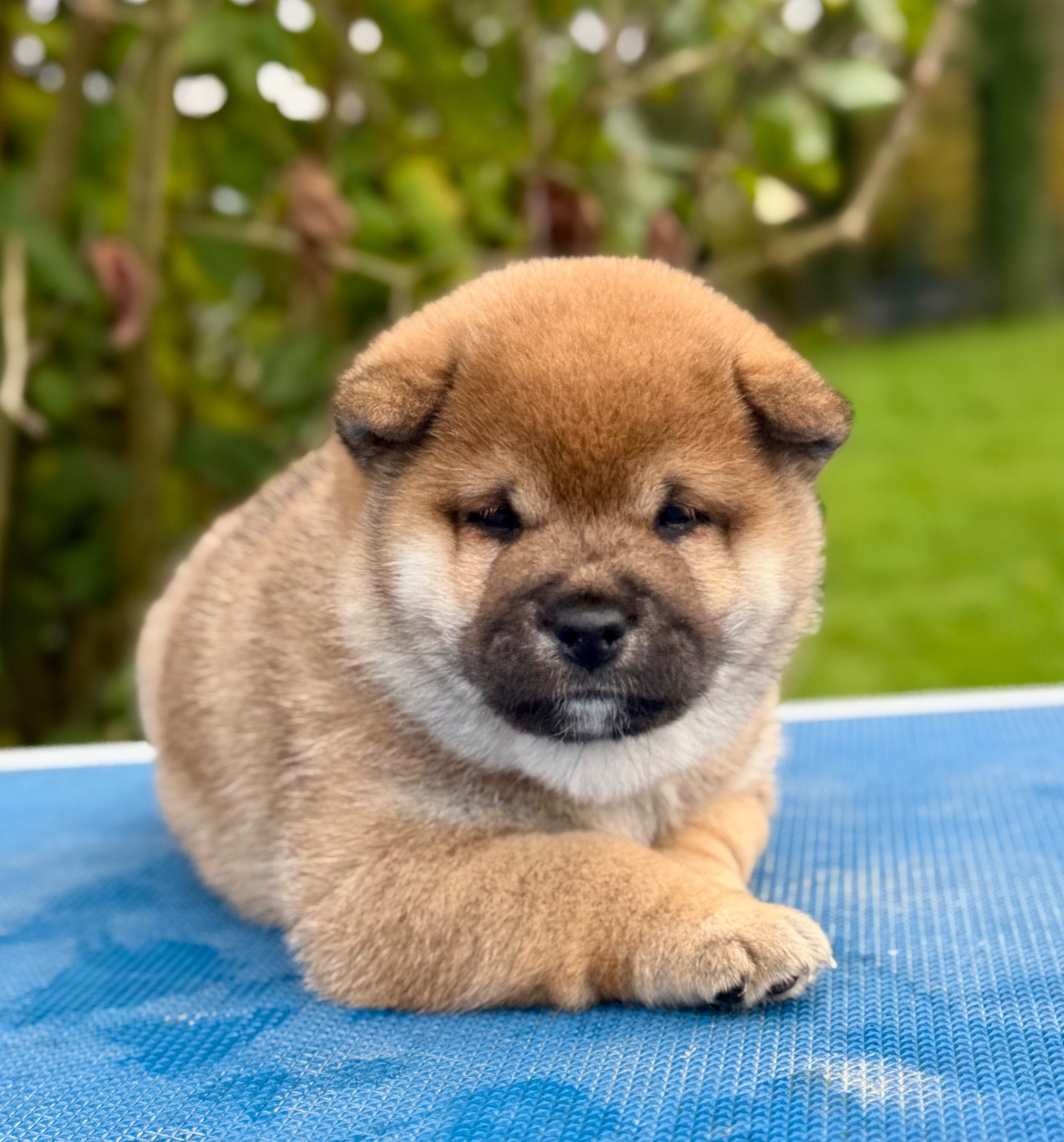 Hoxakam - Chiots disponibles - Shiba
