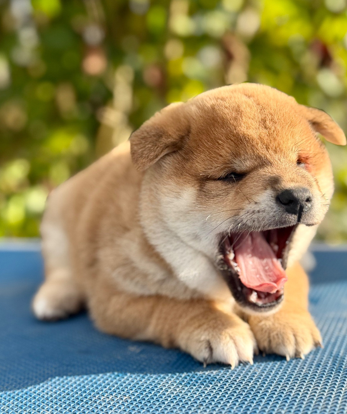 Hoxakam - Chiots disponibles - Shiba