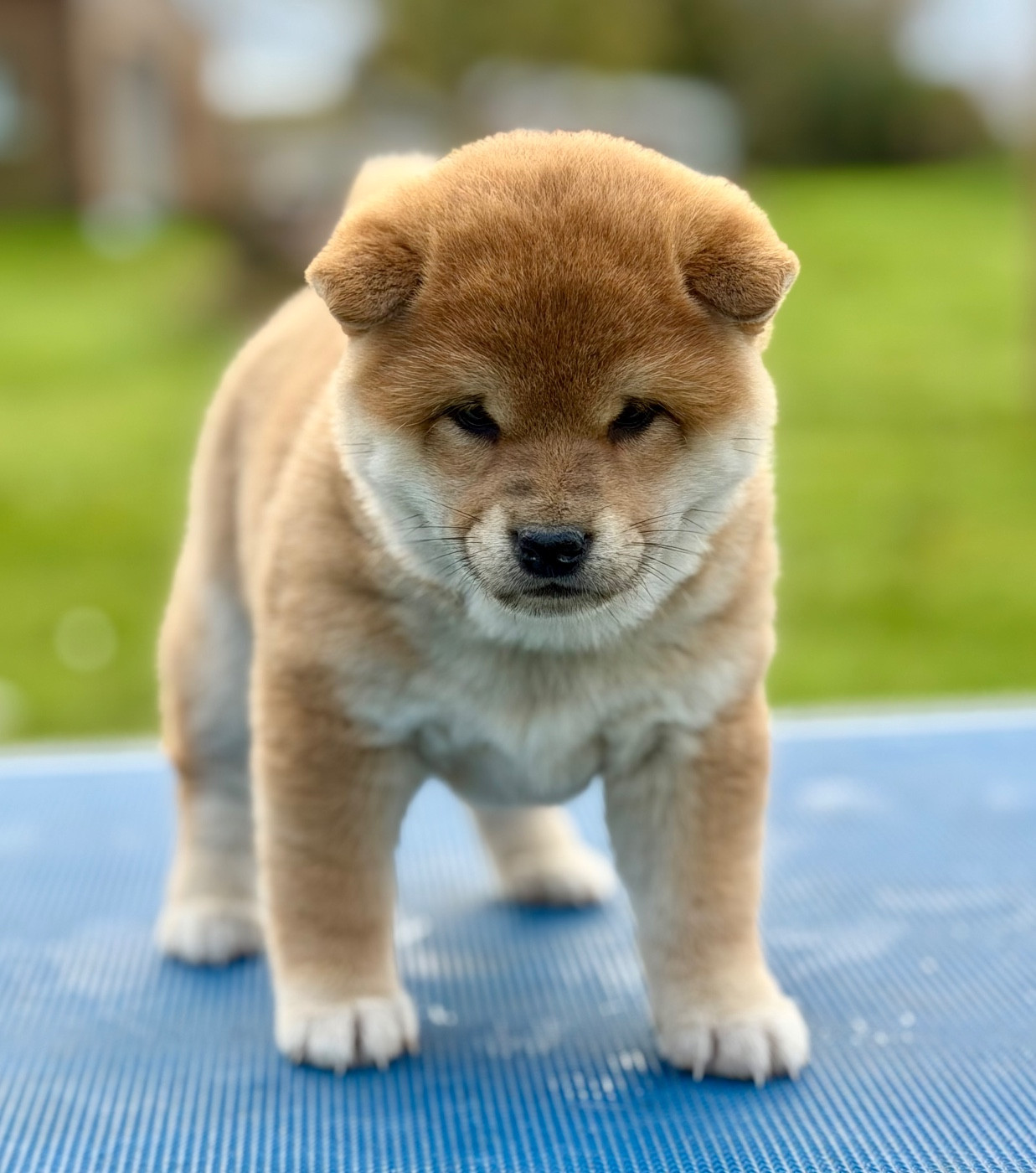 Hoxakam - Chiots disponibles - Shiba