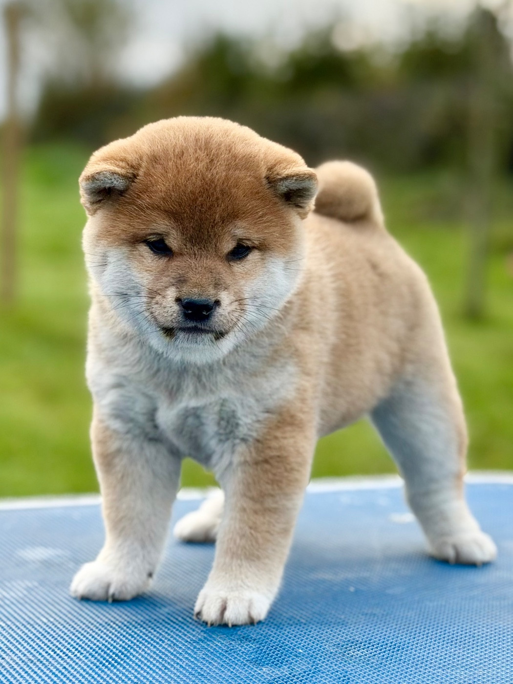 Hoxakam - Chiots disponibles - Shiba