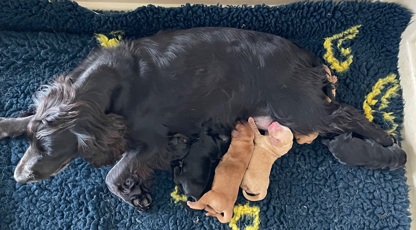 Hoxakam - Cocker Spaniel Anglais - Portée née le 02/10/2025