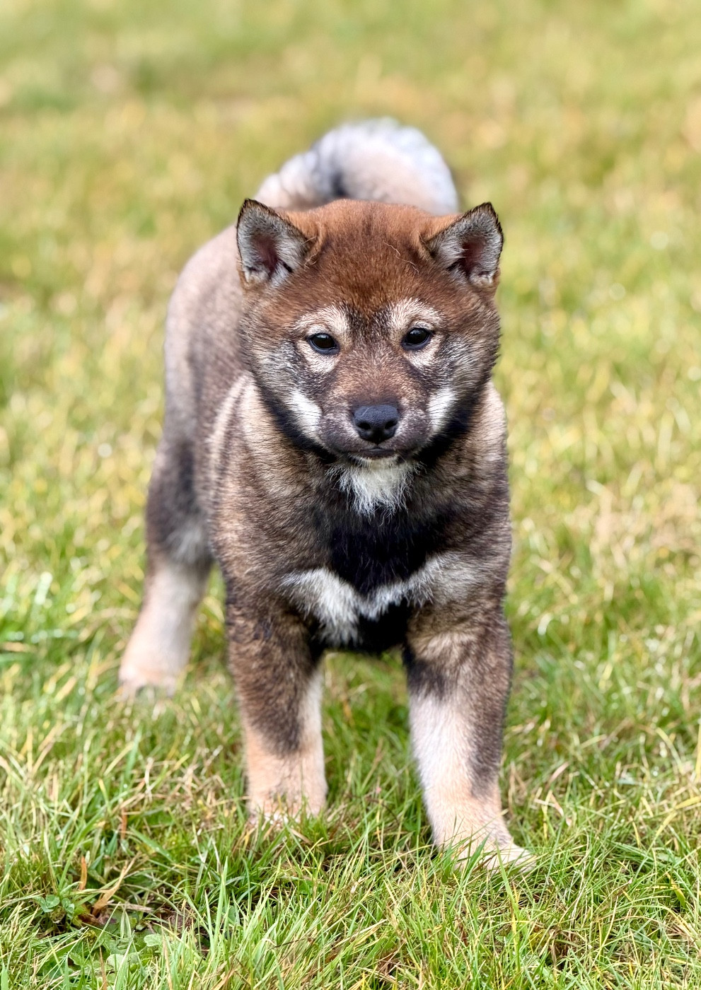 Hoxakam - Chiots disponibles - Shiba