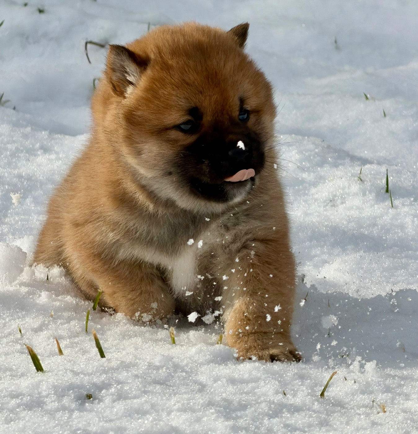 Hoxakam - Chiots disponibles - Shiba