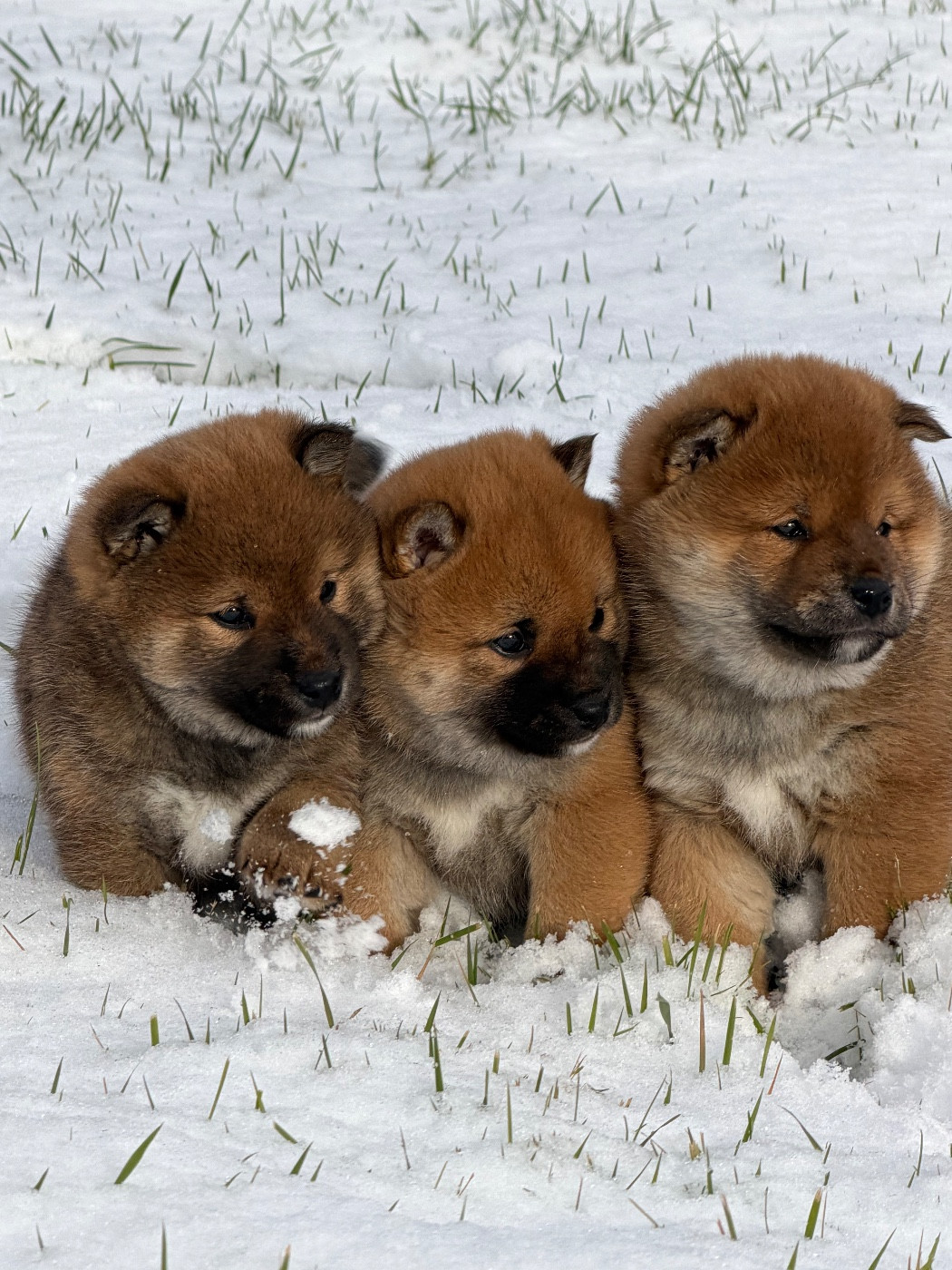 Chiot Shiba Hoxakam