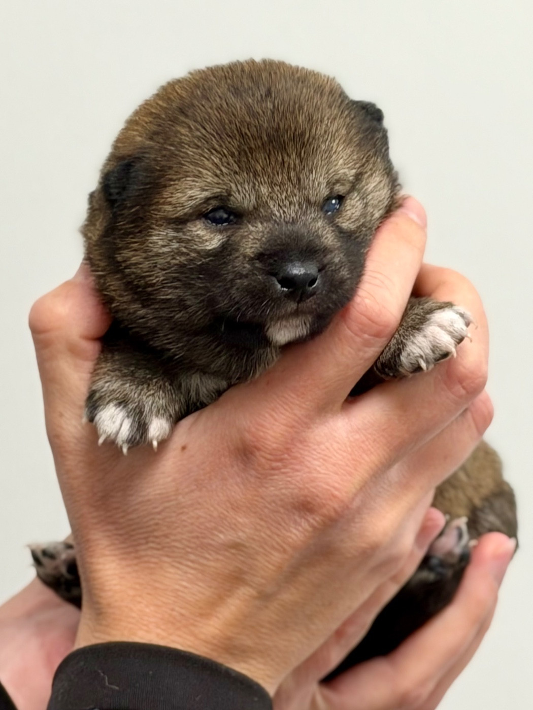 Hoxakam - Chiots disponibles - Shiba