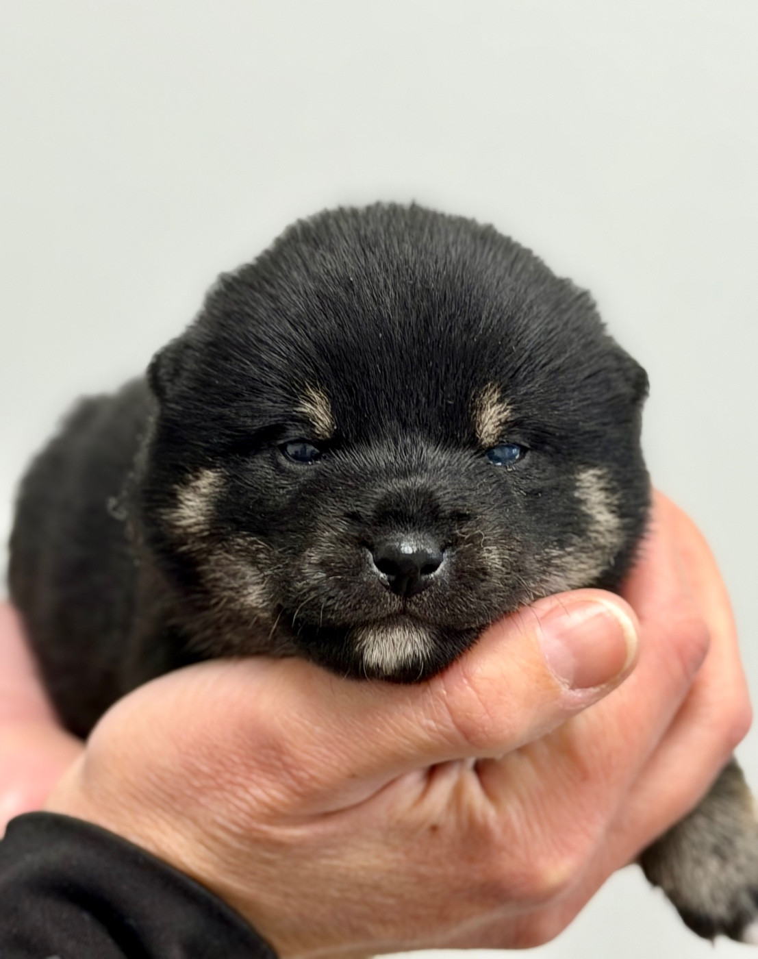 Hoxakam - Chiots disponibles - Shiba