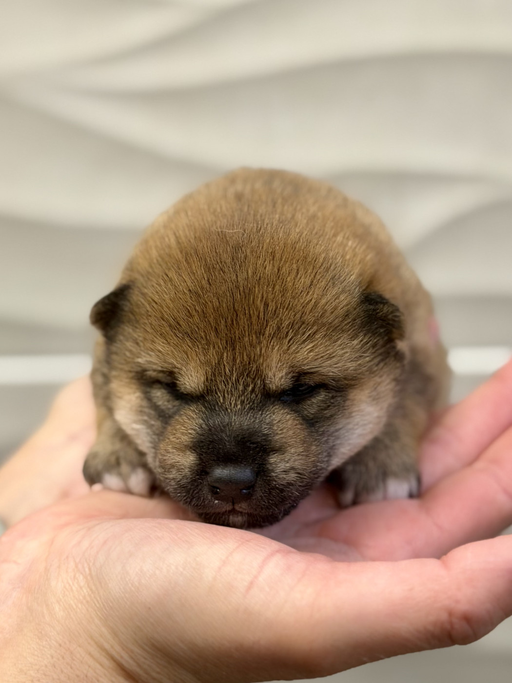 Hoxakam - Chiots disponibles - Shiba