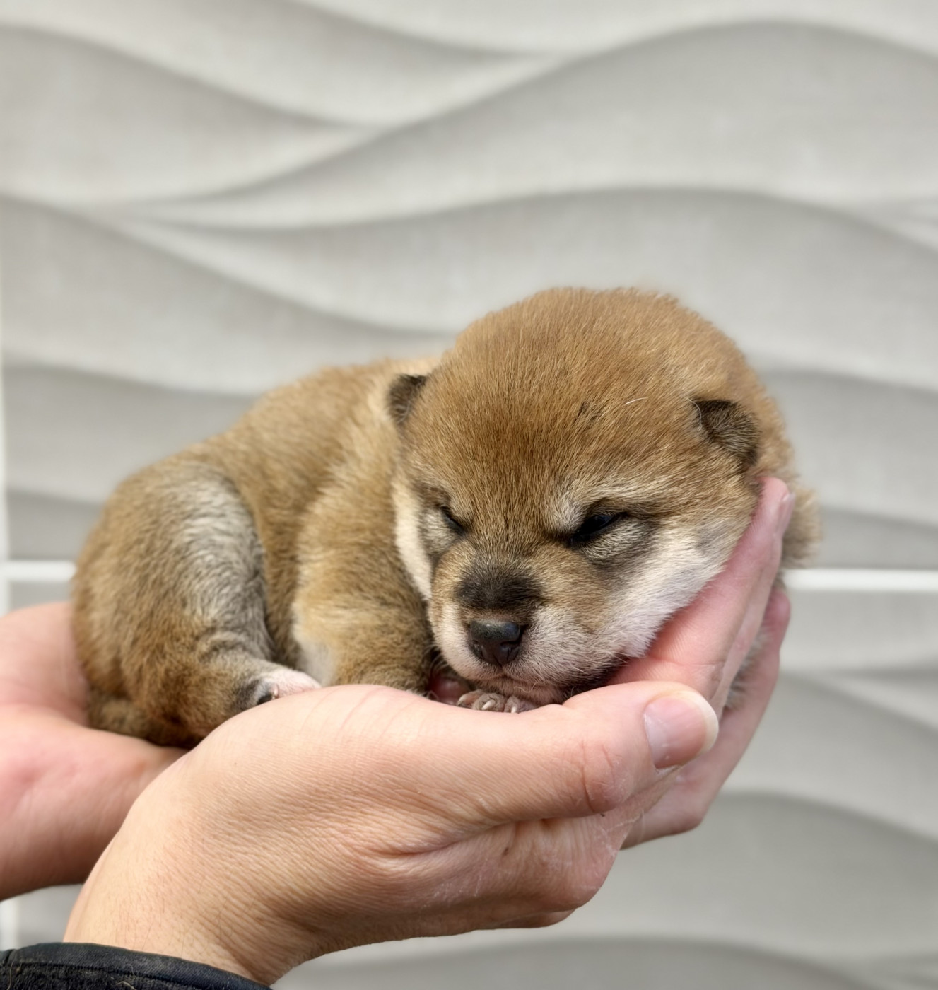 Hoxakam - Chiots disponibles - Shiba
