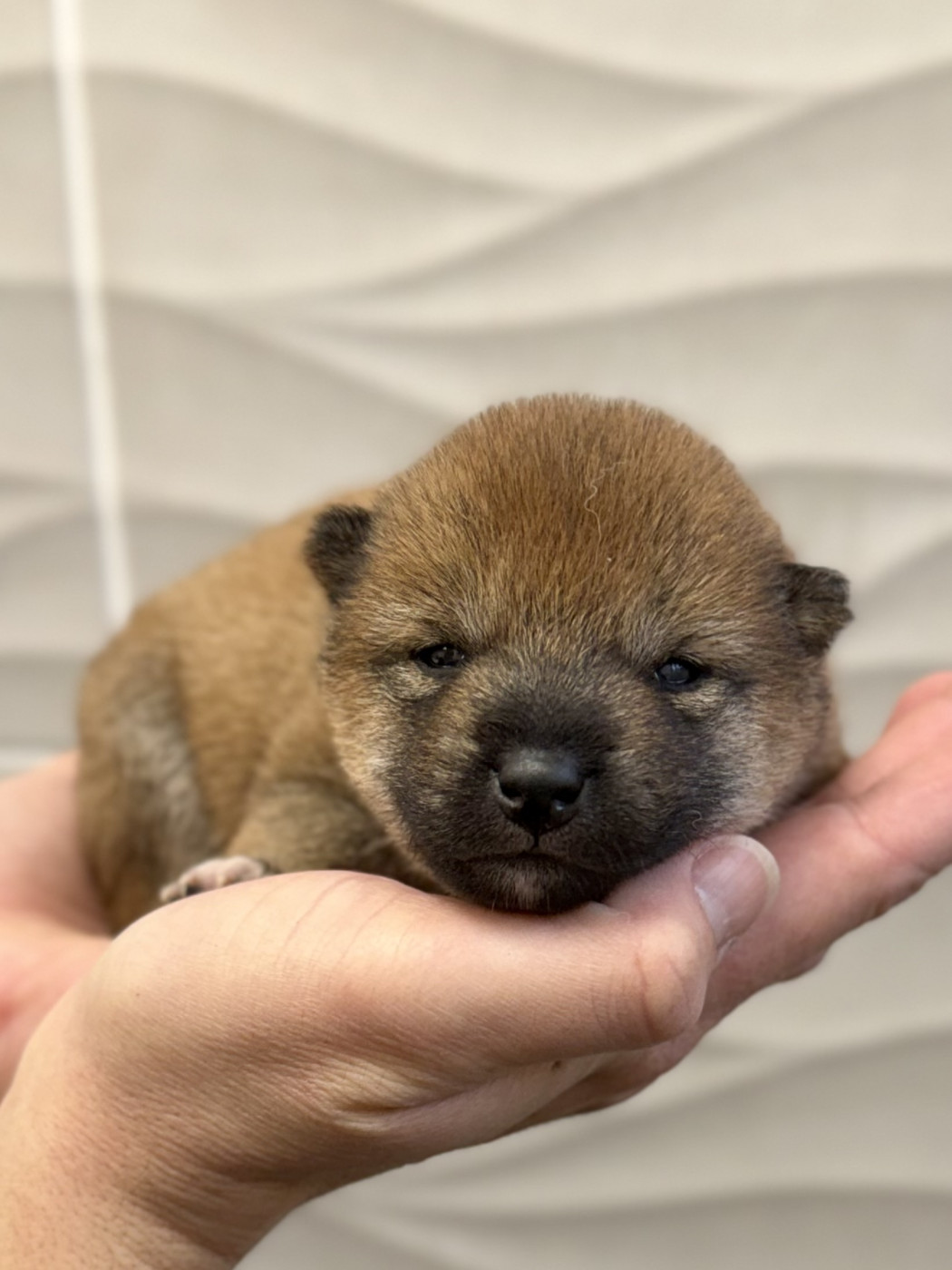 Hoxakam - Chiots disponibles - Shiba