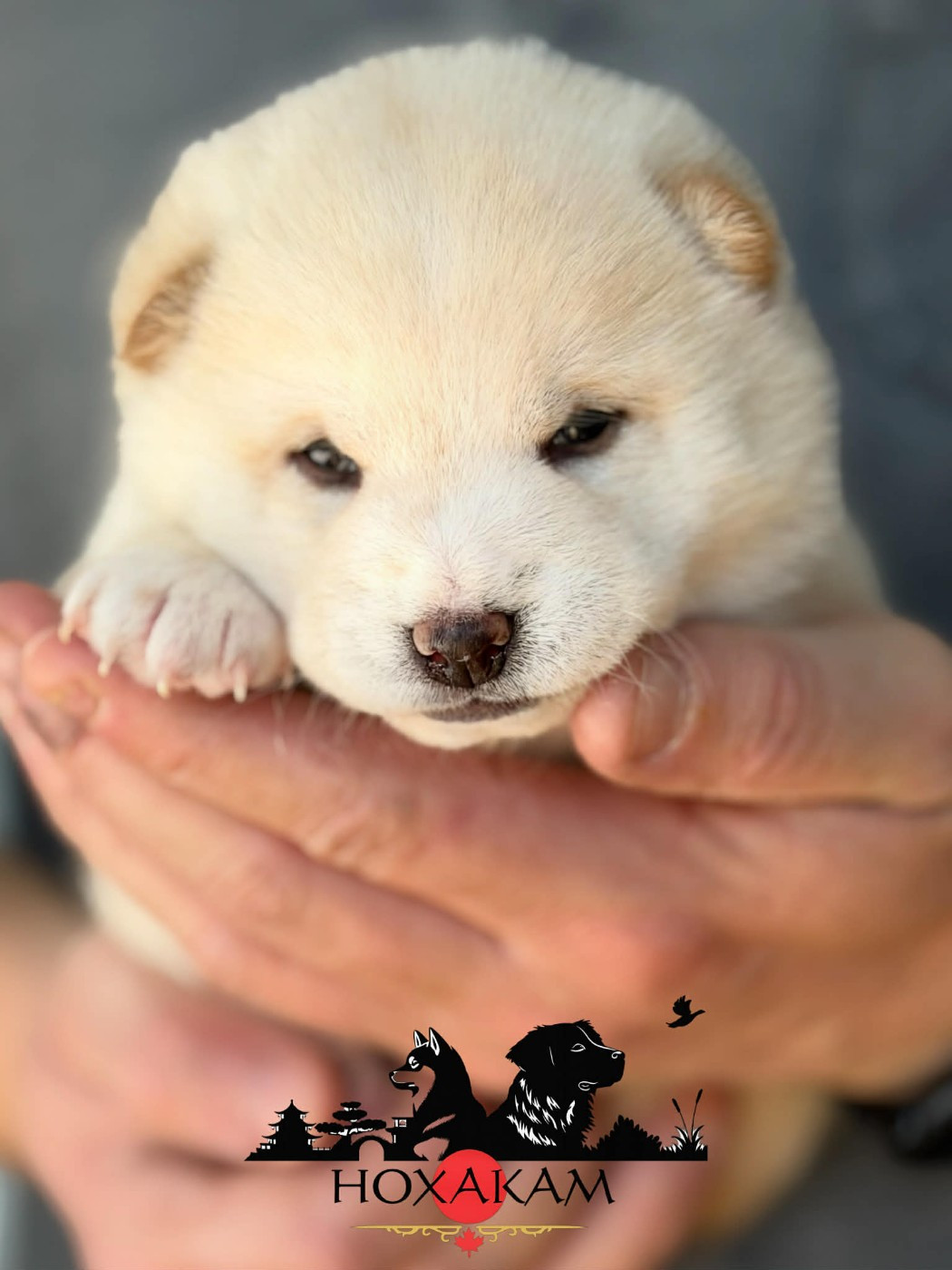 Hoxakam - Chiots disponibles - Shiba