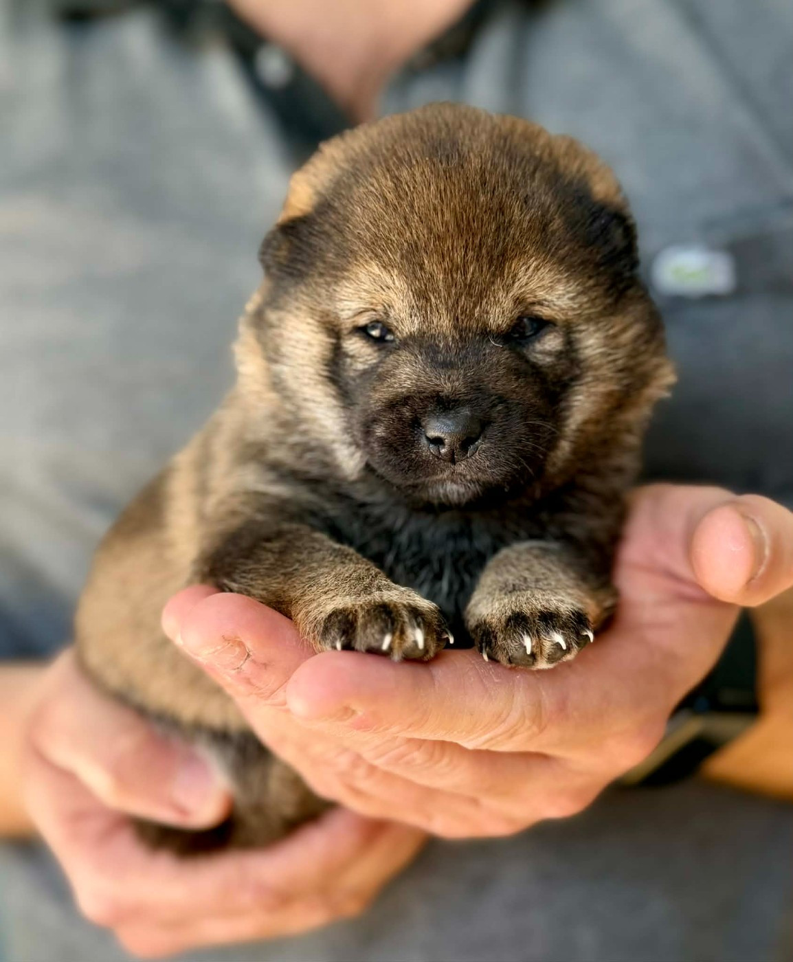 Hoxakam - Chiots disponibles - Shiba