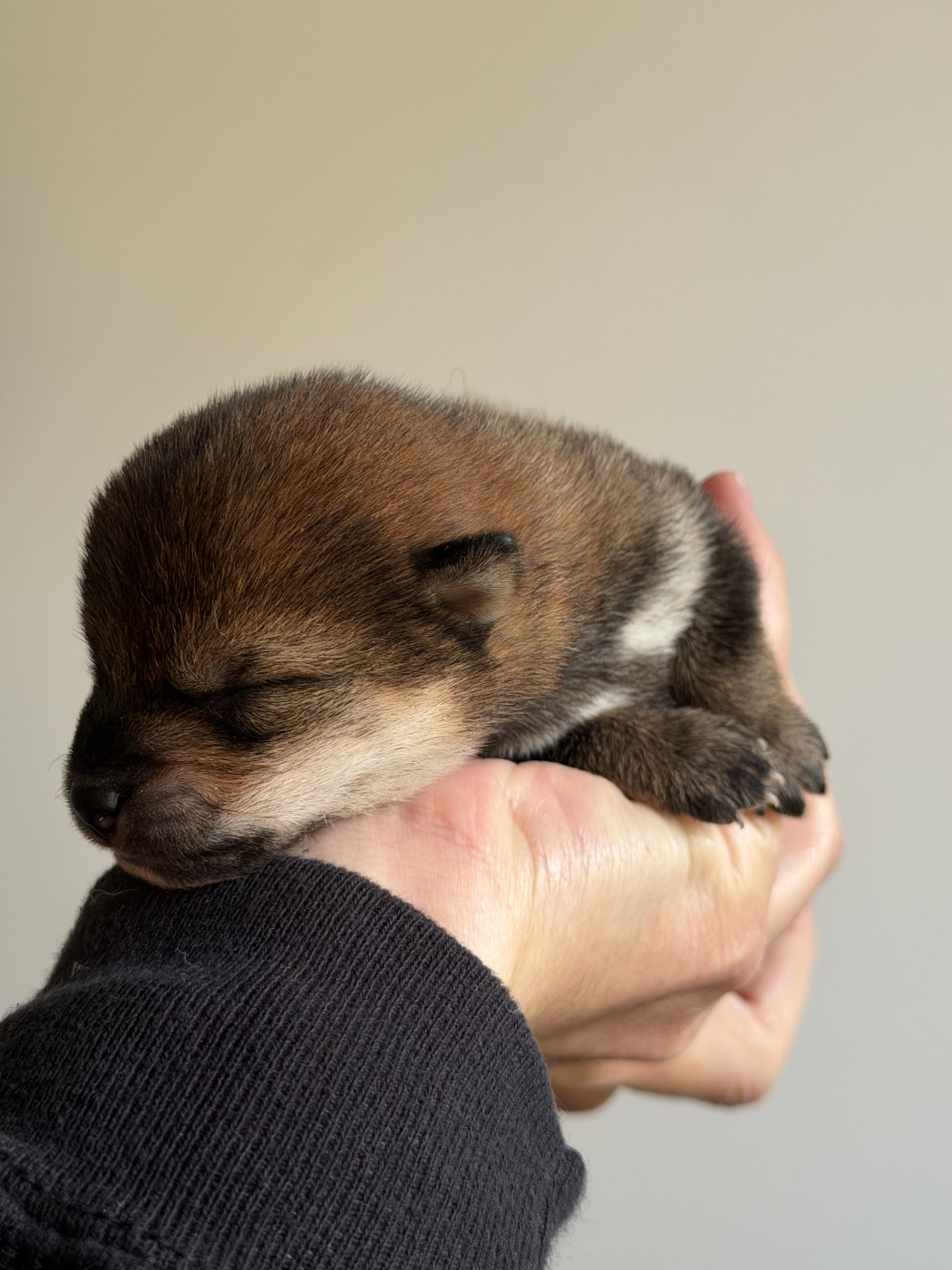 Hoxakam - Chiots disponibles - Shiba