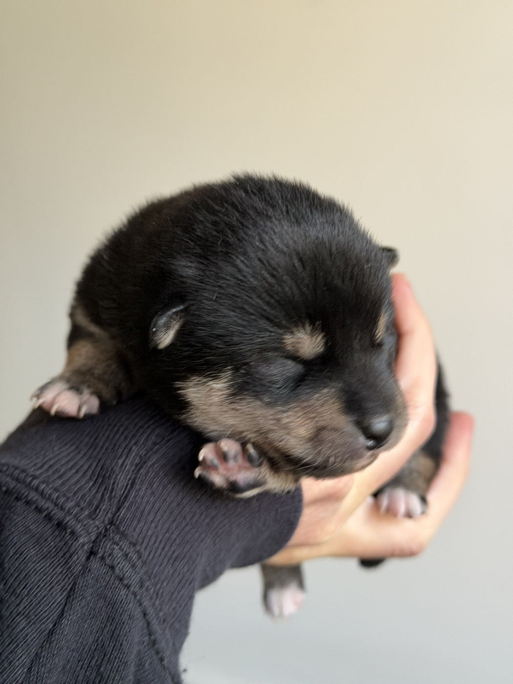 Hoxakam - Chiots disponibles - Shiba