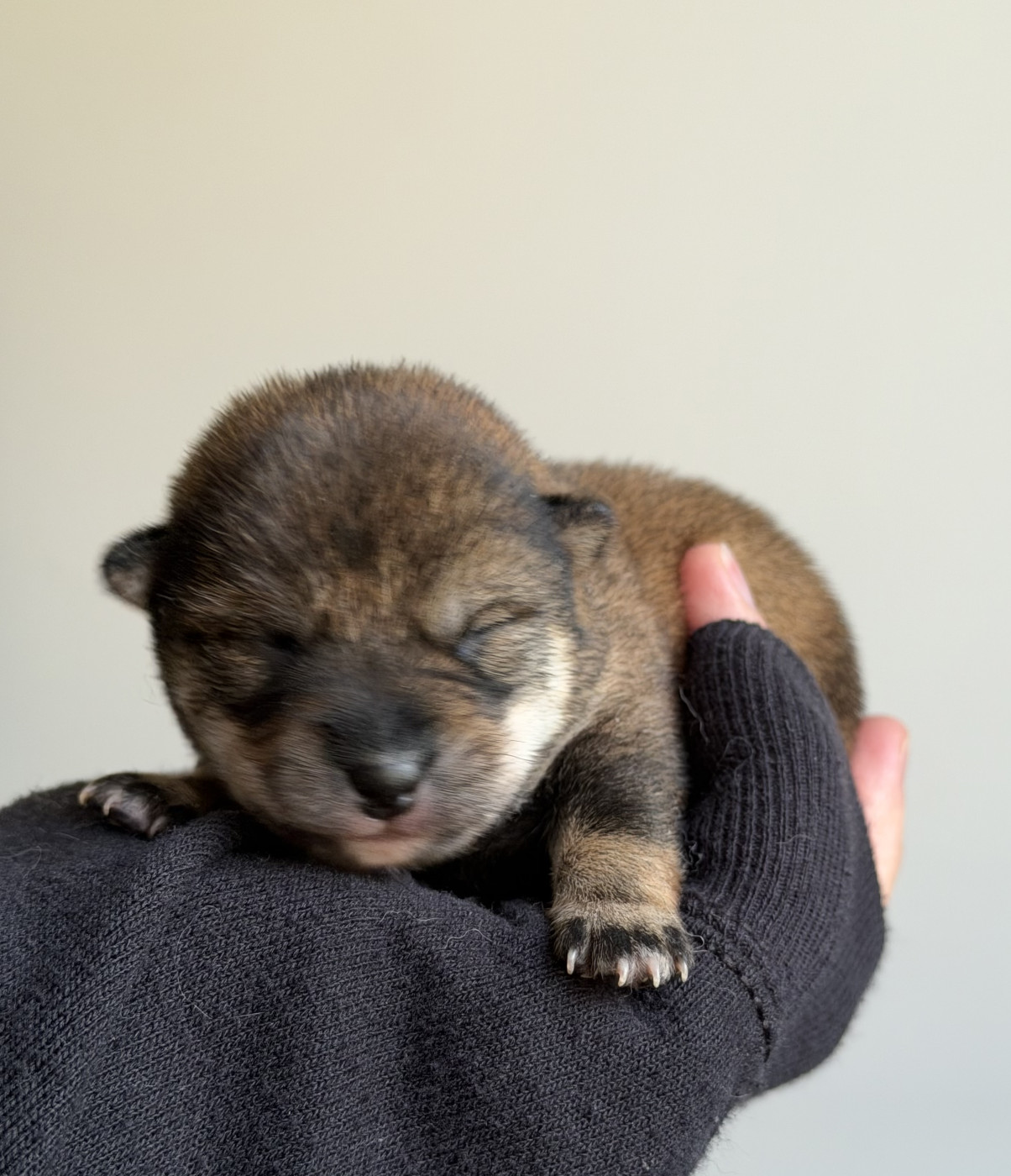 Hoxakam - Chiots disponibles - Shiba