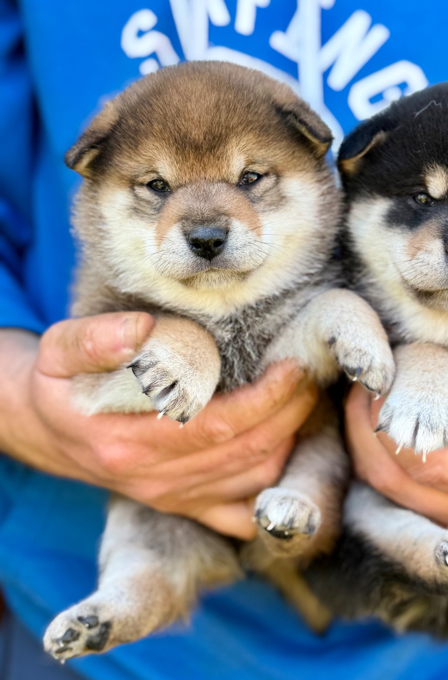 Hoxakam - Chiots disponibles - Shiba