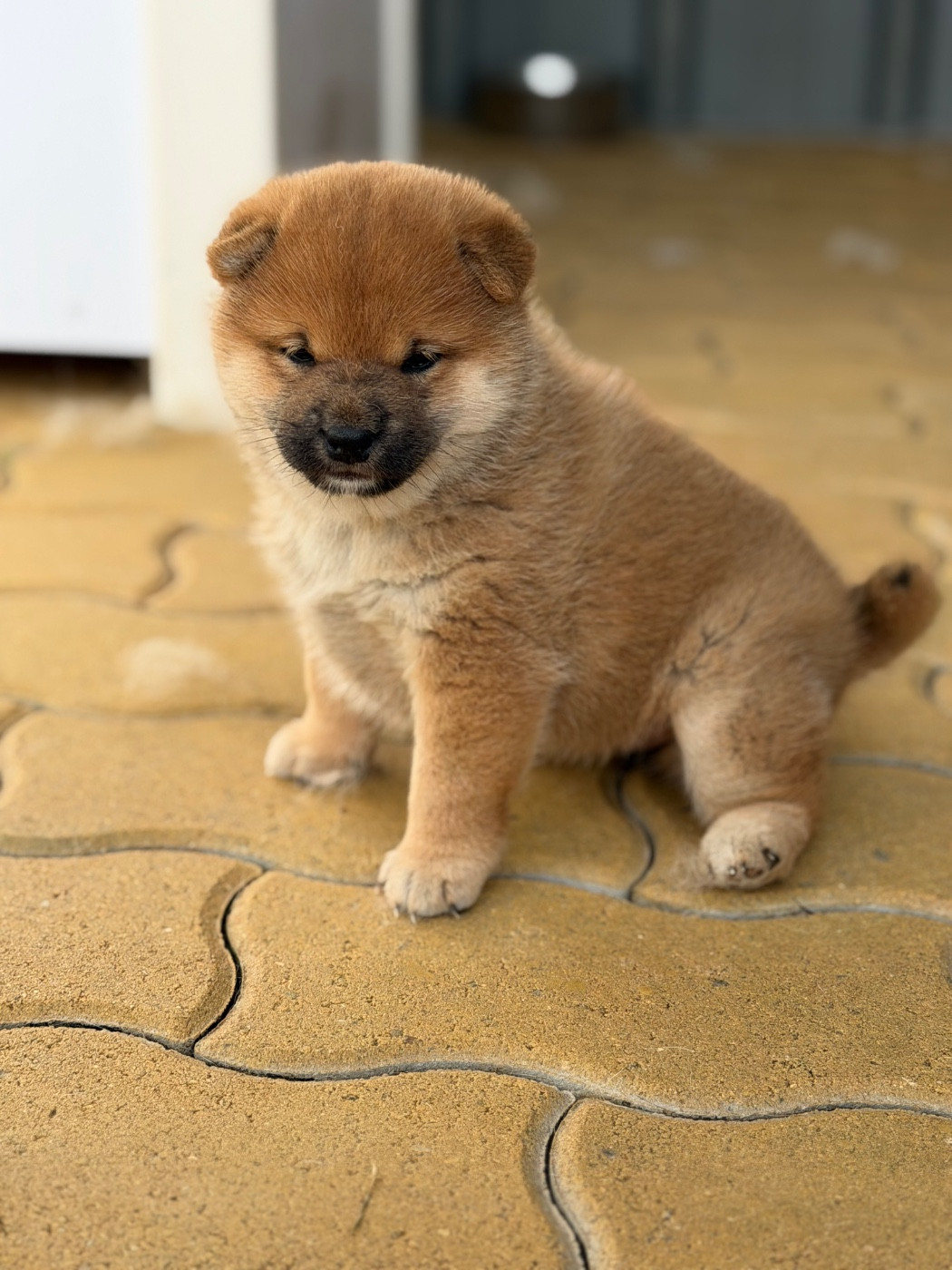 Hoxakam - Chiots disponibles - Shiba