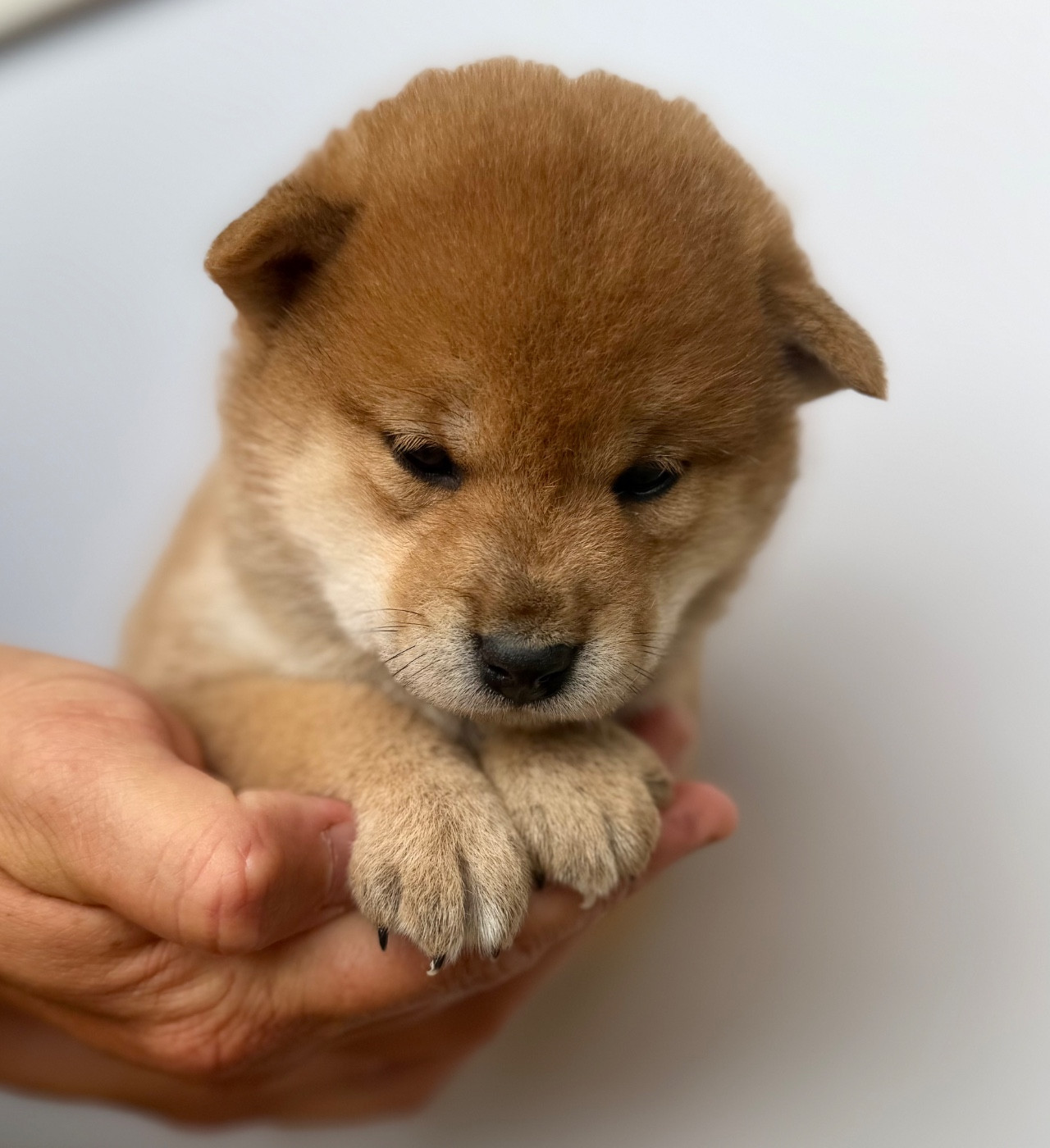 Hoxakam - Chiots disponibles - Shiba