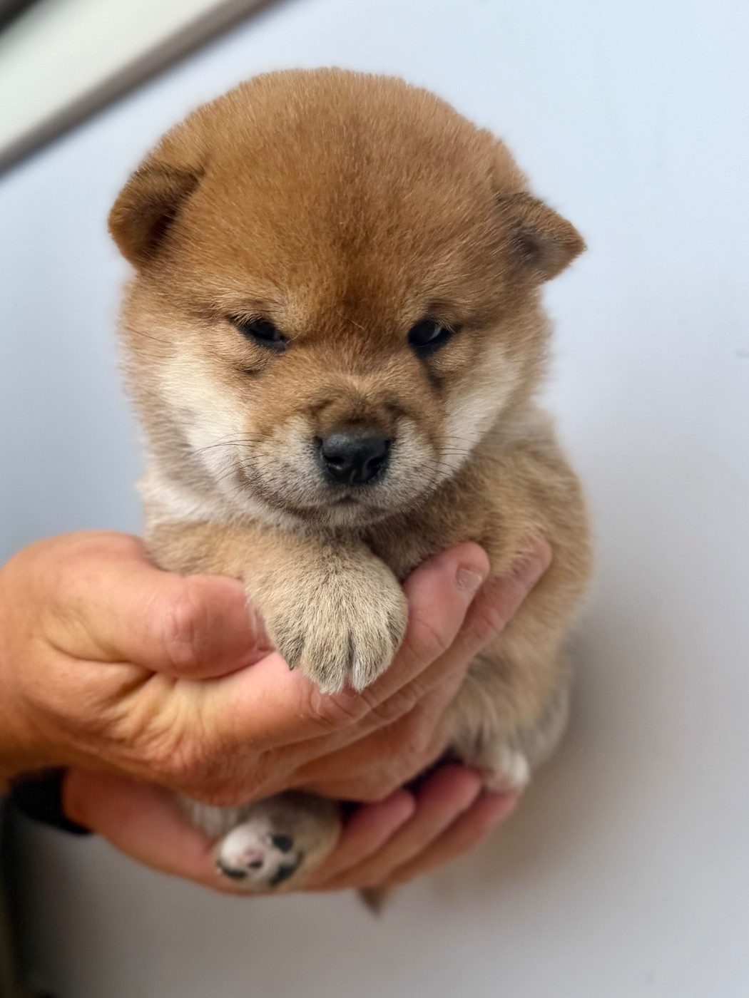 Hoxakam - Chiots disponibles - Shiba