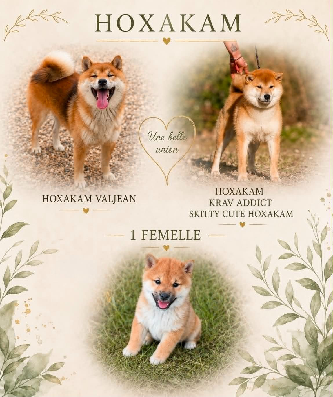 Hoxakam - Shiba - Portée née le 12/03/2026