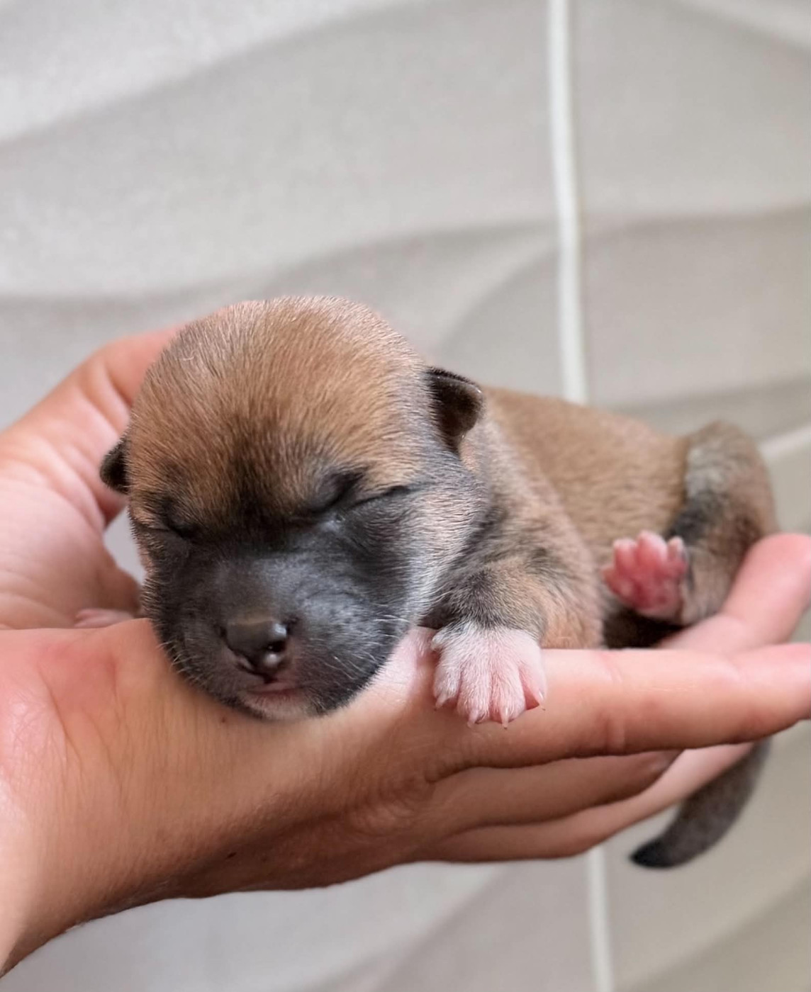 Hoxakam - Chiots disponibles - Shiba