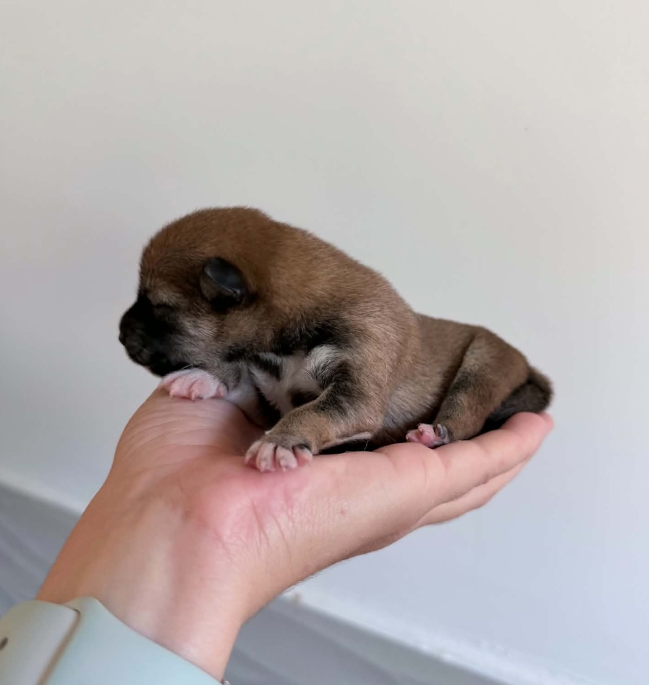 Hoxakam - Chiots disponibles - Shiba