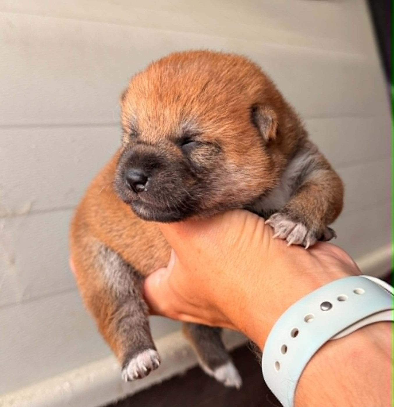 Hoxakam - Chiots disponibles - Shiba