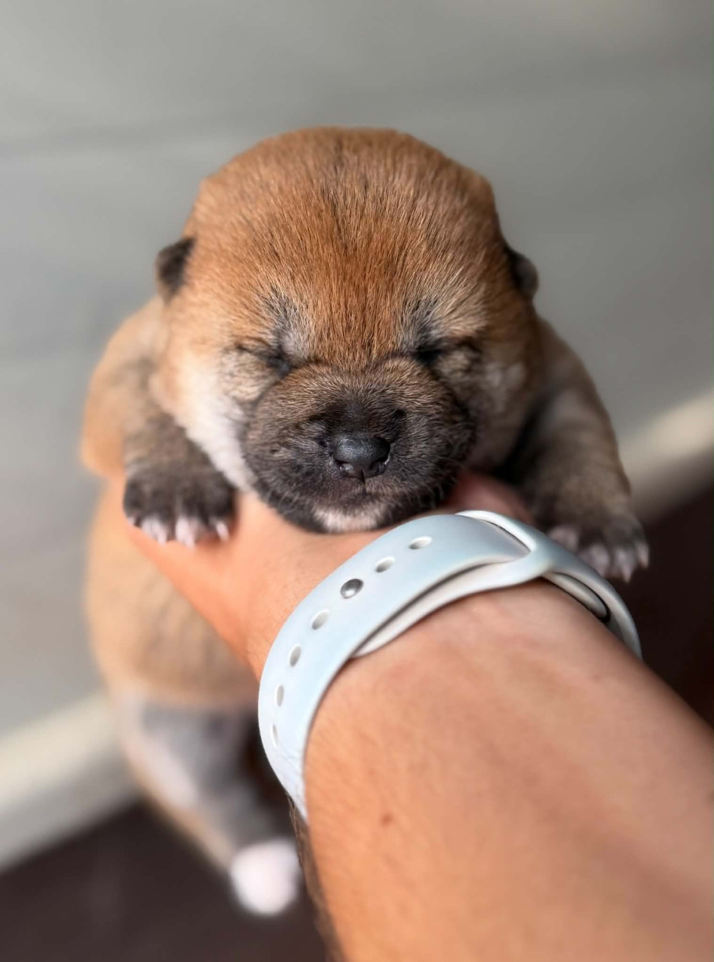 Hoxakam - Chiots disponibles - Shiba